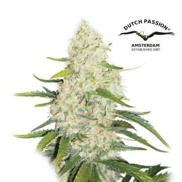 Think Big Autoflower (Dutch Passion) 3 Samen
