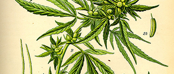 CBD-Samen, die Unterschiede