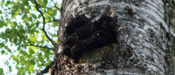 Chaga-Pilze: Diamanten des Waldes
