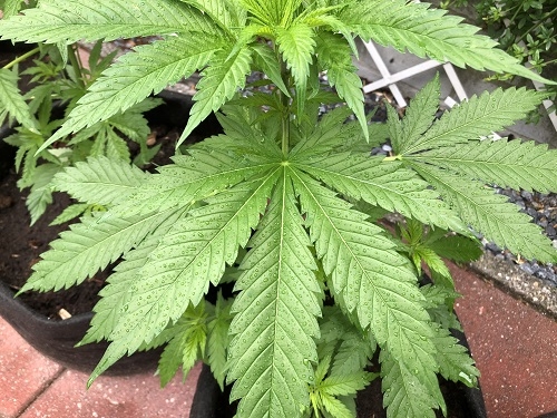 Was machen Sie mit Ihren Cannabispflanzen bei Regen, Sturm oder Gewitter?