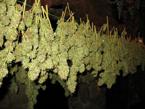 Weed Trocknen und Fermentieren in Wenigen Einfachen Schritten