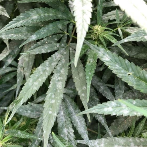Mehltau auf der Cannabispflanze? Sofort bekämpfen!