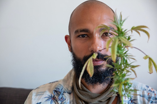 Lösung der 7 Blattprobleme bei Cannabis für Anfänger