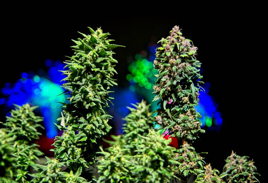 Erläuterung zu Phenotype in Cannabispflanzen