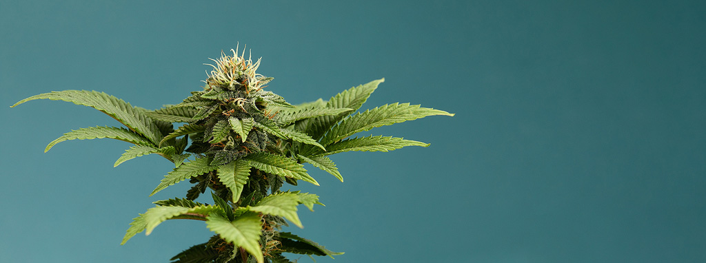 Wietplant top tegen effen achtergrond